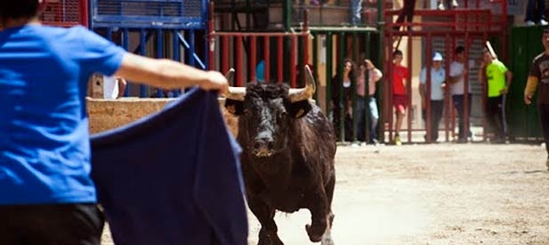 Cabanes concentra el mayor número de ganaderías de la provincia de reses bravas y "exige garantías para reactivar el festejo del mismo modo que se han activado otros sectores"