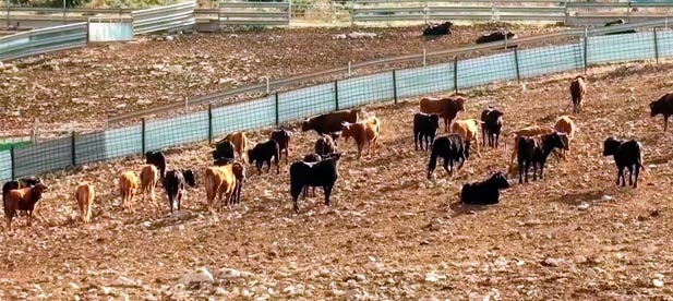 El sector taurino ha reclamado a la Diputación provincial ayudas para salvar la grave situación a la que se enfrentan por el COVID-19 y el PP urge una mesa de diálogo con soluciones