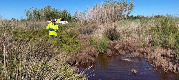 Además de intensificar los tratamientos en zonas naturales, el servicio provincial va a inspeccionar las zonas urbanas de los municipios litorales y prelitorales para notificar a los ayuntamientos la situación de la presencia de mosquitos