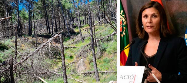 Mª Ángeles Pallarés, diputada provincial, propone firmar un convenio entre Diputación y ayuntamiento “para ser útiles frente a la extrema gravedad del problema”