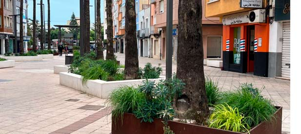 Las palmeras del paseo Ferreres Bretó sufren las consecuencias de una gestión “negligente”, señala el presidente de NNGG en Benicarló. “Deben pedir perdón a toda la ciudad”, dice Borja Castell