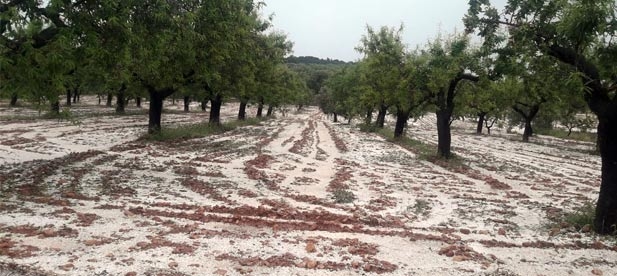 Los populares proponen que la Generalitat y el Gobierno arbitren ayudas urgentes ante los daños causados por la tormenta de pedrisco que afectó a los árboles en plena floración