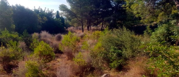 El fuerte calor de estos días, la sequedad del suelo, la maleza y el nulo mantenimiento de los depósitos de agua que existen en la zona contribuyen a multiplicar los riesgos.